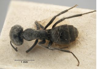 Media type: image;   Entomology 21283 Aspect: habitus dorsal view